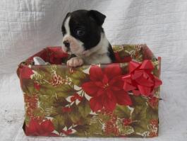 Cute puppy peeking out of a Christmas gift