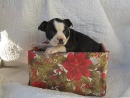 Boston Terrier puppy peeking out of present