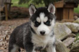 Kaytee,Siberian Husky puppy