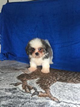 Teddy Bear Puppies For Sale In Oh Happy Valentines Day Happyvalentinesday2016i