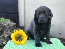 Labrador Retriever Charcoal Puppies For Sale In Pa Happy Valentines Day Happyvalentinesday2016i
