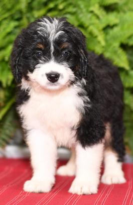 Izzy - Mini Bernadoodle puppy for sale in Millersburg Ohio