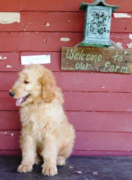 Goldendoodle Male Puppy