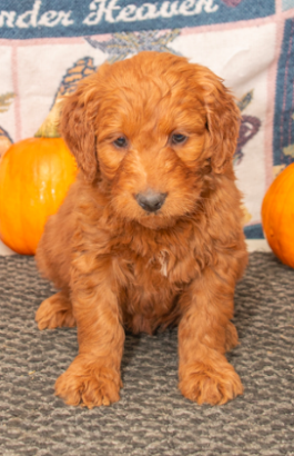 Karli - Goodendoodle puppy for sale in Millersburg, OH