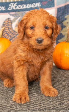 Mack - Goodendoodle puppy for sale in Millersburg, OH