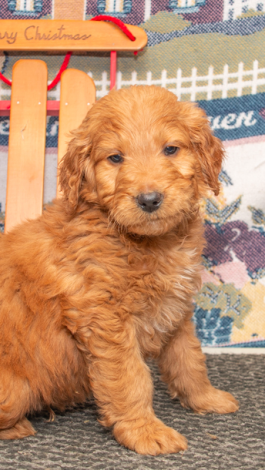 Mikky - Goodendoodle puppy for sale in Millersburg, OH