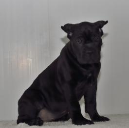Buy Dog Cane Corso In Manhattan Ny New York And Puppies