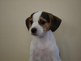 daisy-jack-russell-beagle-puppy