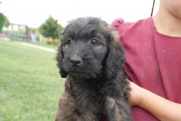 penny-black-goldendoodle-for-sale-ohio