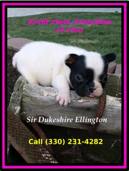 Sir Dukeshire Ellington World Class Frenchies of Ohio French Bulldog