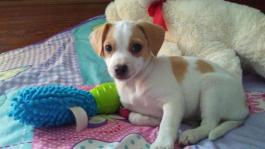 teddy-jack-russell-beagle-puppy