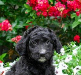 Darcy - Aussiedoodle for sale in Millersburg, OH