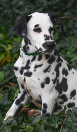Willy - Dalmatian puppy for sale in Holmesville, OH