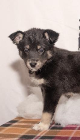 Rebecca- Austrailian shepherd hybrid puppy for sale in Ohio