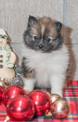 Rocky - Pomeranian puppy for sale in Milersburg, OH