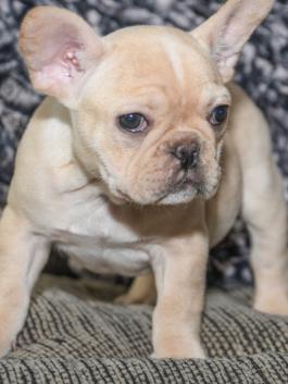 Izzy - French Bulldog puppy for sale in Millersburg, OH