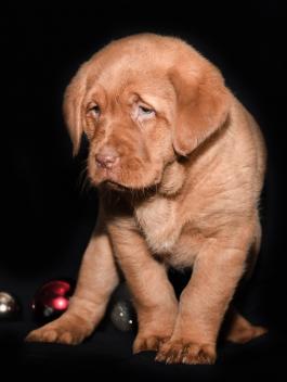 Princess Diane - Labrador Retreiver puppy for sale in Baltic, OH
