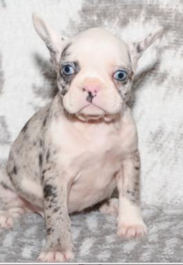 Mia - French Bulldog, Frenchie puppy for sale in Millersburg, OH