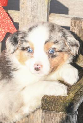 Randy - Austrialian Shepherd puppy for sale in Millersburg, Ohio