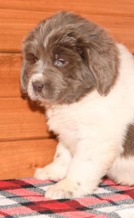May - Newfoundland puppy for sale in Millersburg, Ohio