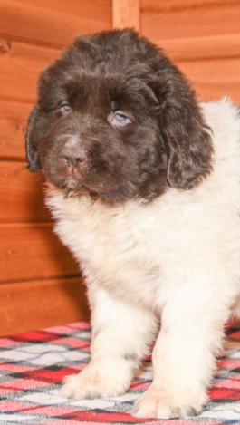 Kayla - Newfoundland puppy for sale in Millersburg, Ohio