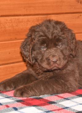 Grace - Newfoundland puppy for sale in Millersburg, Ohio