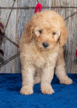 Spice - A F1B Mini Goldendoodle puppy for sale in Howard, Ohio
