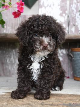 Tigger - Shihpoo puppy for sale in Sugarcreek, Ohio