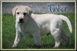 Tinker is very outgoing and friendly. He loves to explore and play with tree branches!
