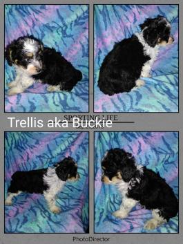Buckie! Pick of the litter and he knows it! 8 weeks old here