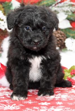 Tweetie - Pomskypoo puppy for sale in Dundee, Ohio