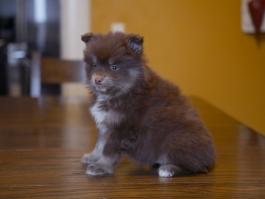 cheerio-pomsky-puppy-for-sale-ohio