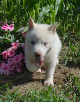 Cute friendly Siberian Husky Purebred AKC Puppy Ready to go