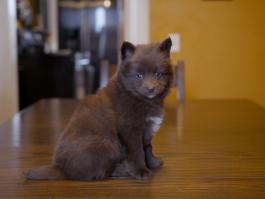 fox-pomsky-puppy-for-sale-ohio