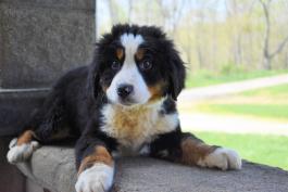 rockstar-bernese-mountain-dog-puppy-ohio