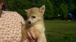 silver-pomsky-puppy-for-sale-ohio