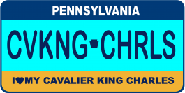 Cavalier King Charles Spaniel License Plate