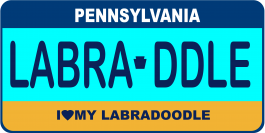 Labradoodle License Plate 