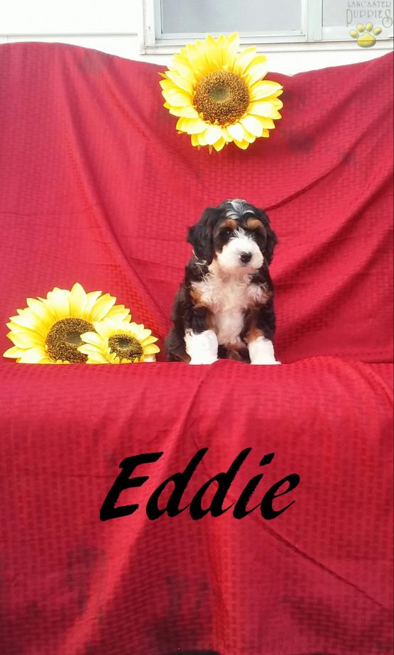 Eddie-Mini Bernedoodle-front view