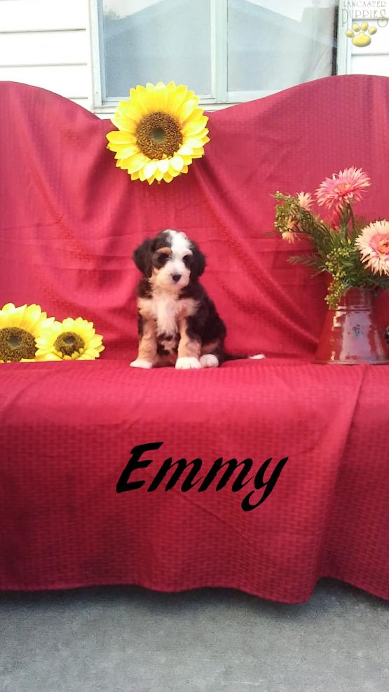 Emmy-Mini Bernedoodle-front view