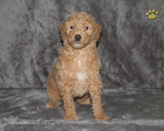 Aussiedoodle puppy for sale
