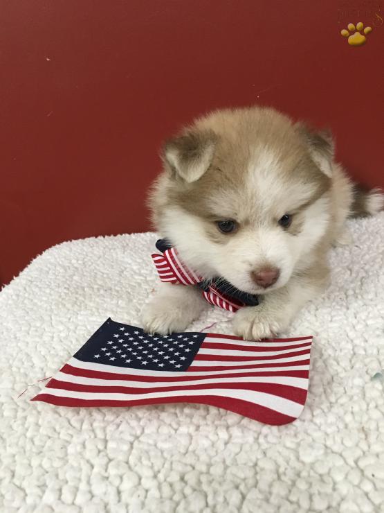 Reggie being patriotic on July 4th