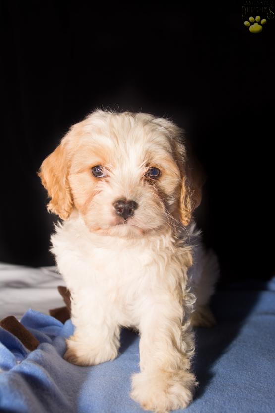 Rocky - A Cavachon Puppy for sale in Wooster, OH