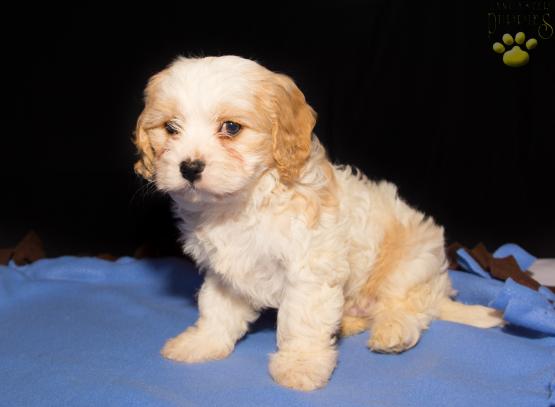 Rocky - A Cavachon Puppy for sale in Wooster, OH