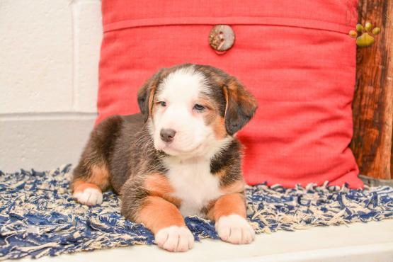 Keith - Australian Shepherd Mix for sale in New Bedford OH