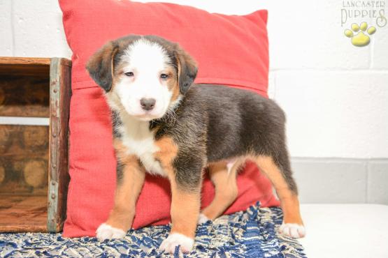 Keith - Australian Shepherd Mix for sale in New Bedford OH