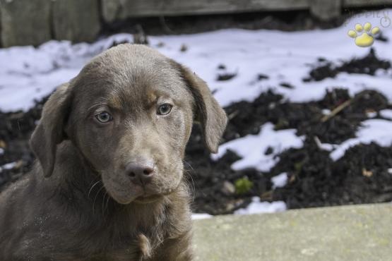 Bobby - Chocolate Lab for sale in Baltic OH