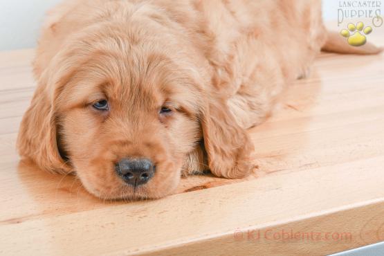 FLAME - GOLDEN RETRIEVER FOR SALE IN BALTIC, OH