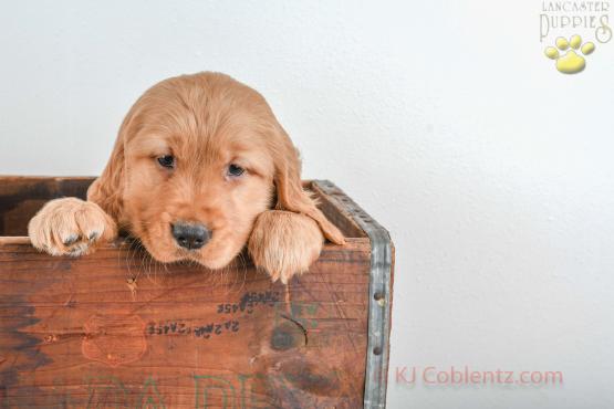 FLAME - GOLDEN RETRIEVER FOR SALE IN BALTIC, OH