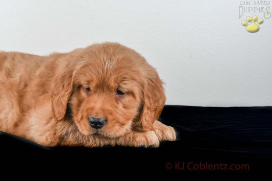 FLASH - GOLDEN RETRIEVER FOR SALE IN BALTIC, OH